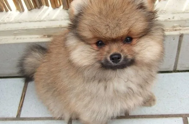 Померанский шпиц медвежьего типа (16)24