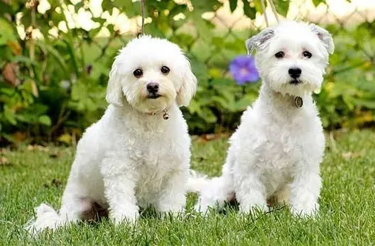 Собака мальтипу (3)10