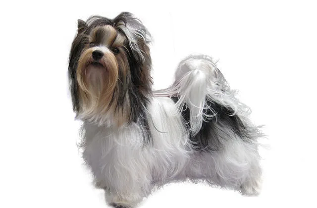 Бивер йорк (12)8