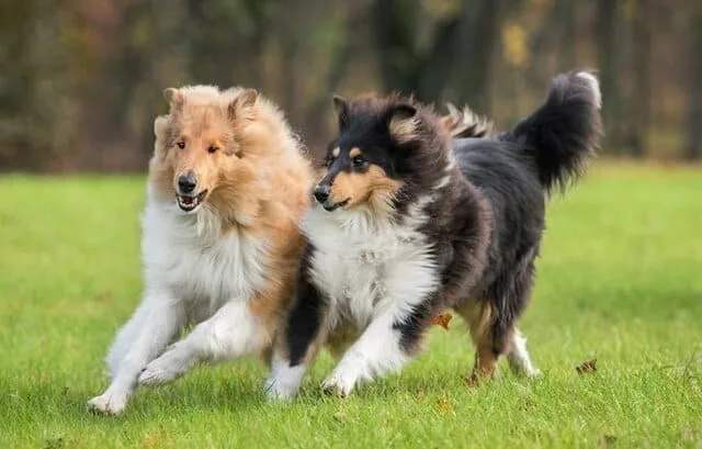 Шотландская овчарка: преданный друг с аристократической внешностью и уникальным характером2