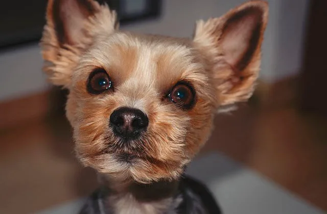 йоркширский-терьер-3114