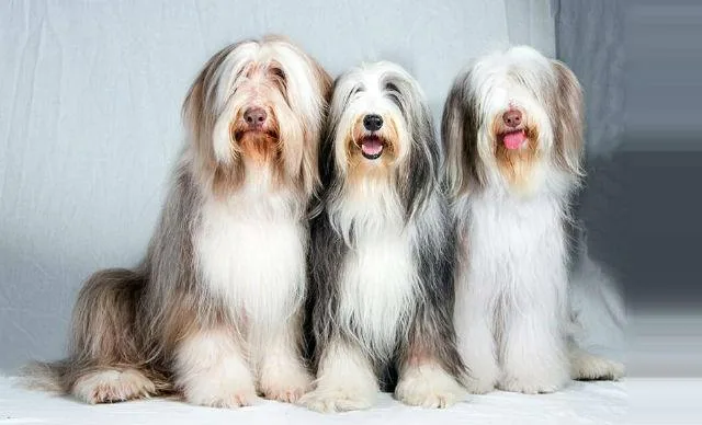 Бородатый колли: лохматый друг человека и идеальный компаньон для семьи1