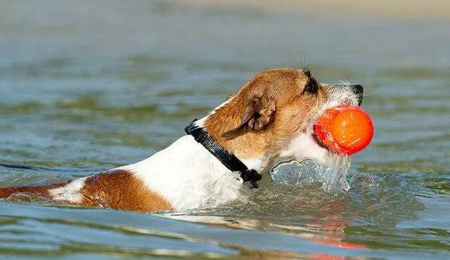 Воспитание джек-рассел-терьера: эффективные методы управления энергией вашего маленького урагана7