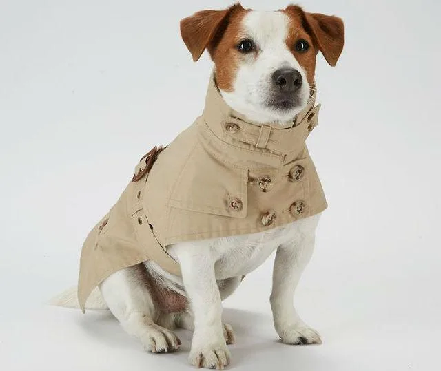 Одежда для джек-рассел-терьера: необходимость для здоровья или прихоть владельца?7