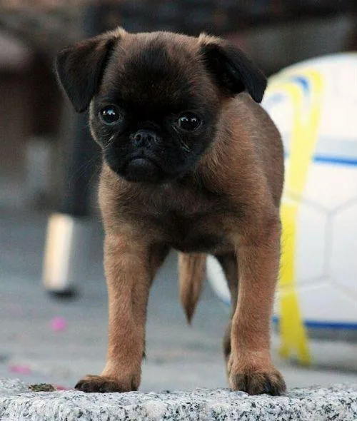 Пти-брабансон: полное описание породы, уход и советы для владельцев6