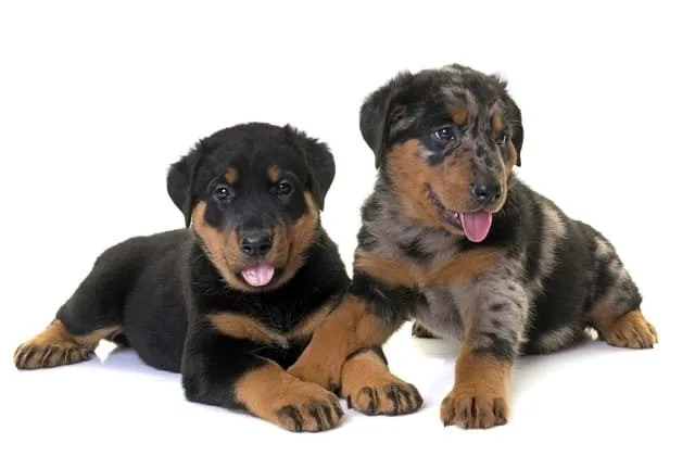 Босерон (4)12