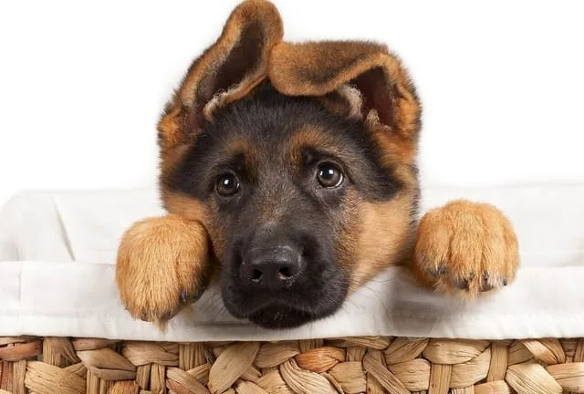 Кормление немецкой овчарки: основные принципы, идеальный рацион и советы опытных кинологов4