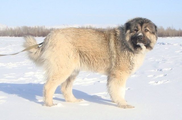 Кавказская овчарка (8)14