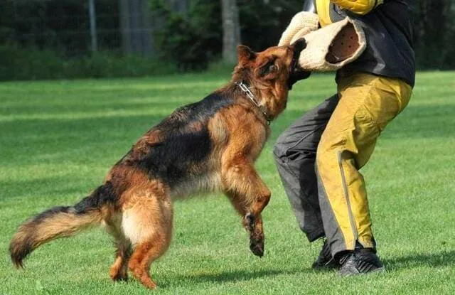Дрессировка немецкой овчарки: правила, эффективные приемы и советы от кинологов для успешного обучения8