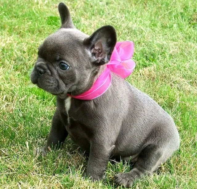 Французский бульдог мини: храпящий щенок с уникальным характером и особенностями ухода6