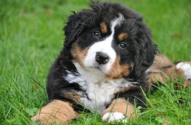 Бернский зенненхунд (2)9