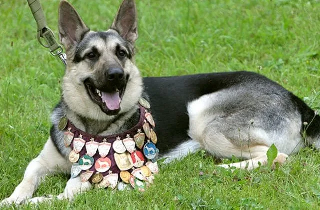 Восточно-европейская овчарка (10)15