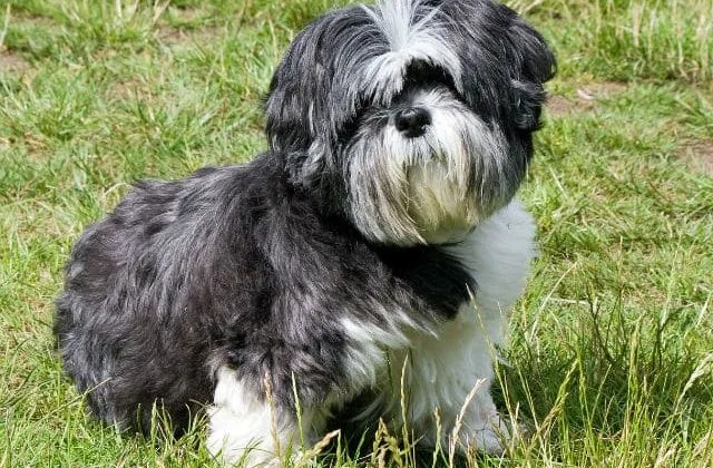 Маленькая порода Ши-тцу-214