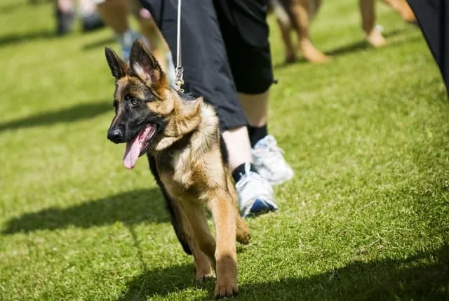 Дрессировка немецкой овчарки: правила, эффективные приемы и советы от кинологов для успешного обучения5
