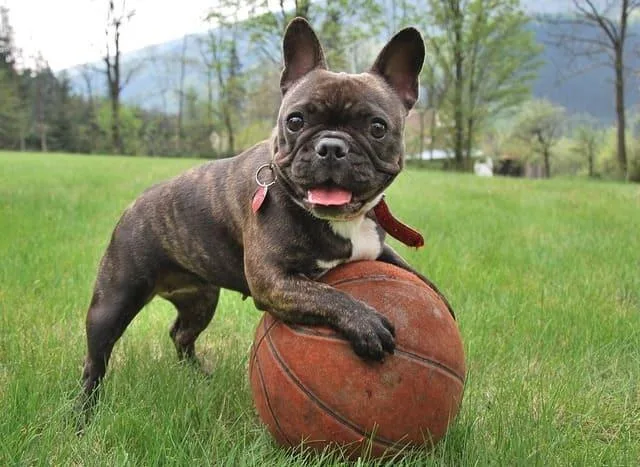 Французский бульдог: преданный охранник, крысолов и любимец Ива Сен-Лорана2