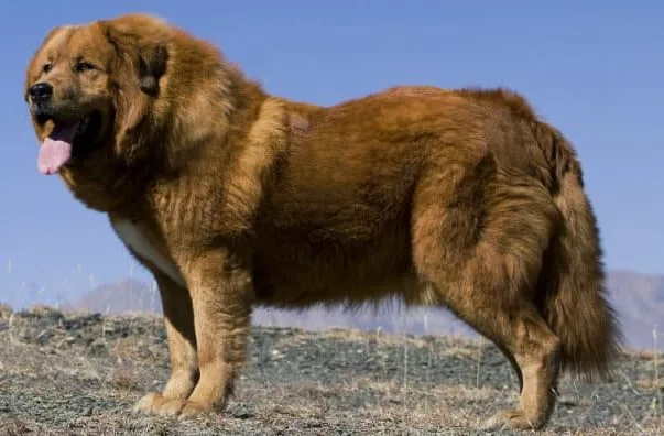 Тибетский мастиф16