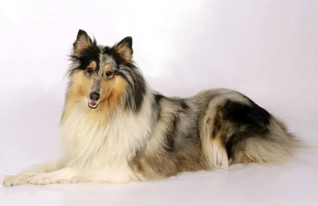 Карликовые колли: преданные друзья и идеальные пастушьи собаки1