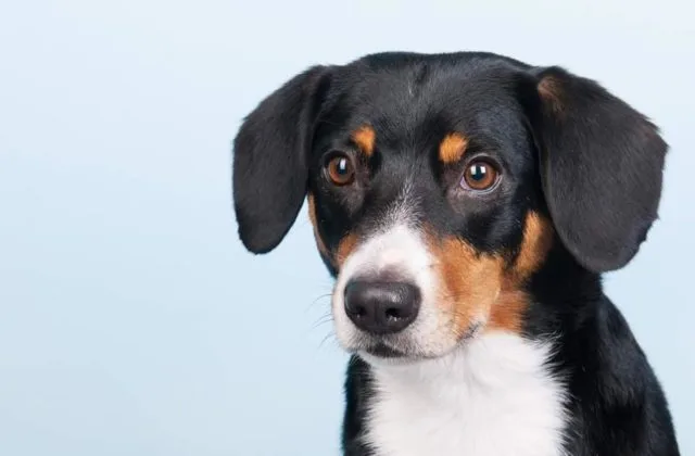 Зенненхунд энтлебухер (3)15