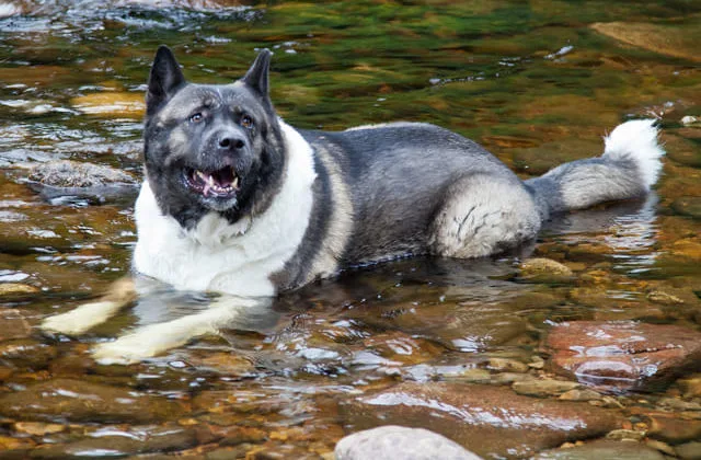 Американская акита (12)7