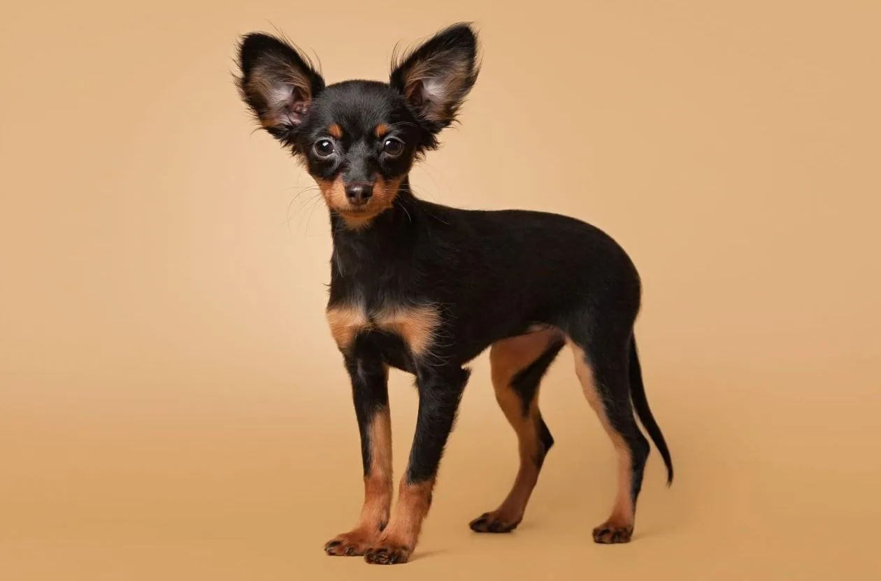 Как правильно выбрать имя для тойтерьера: советы и идеи1