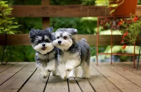 Собака Мальтипу (6)13