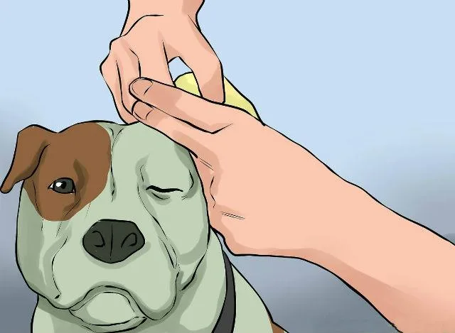 Питбультерьер: характеристики породы, уход и особенности содержания5