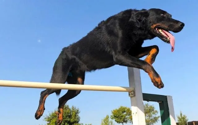 Французская овчарка босерон: происхождение от волка, пастушьи способности и роль военного разведчика6