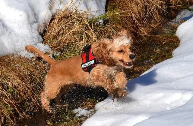 Американский кокер-спаниель (11)16