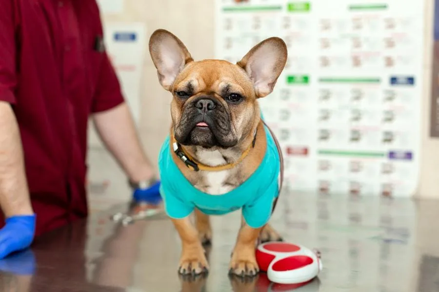 Как проходят роды у французского бульдога: процесс и советы по уходу6