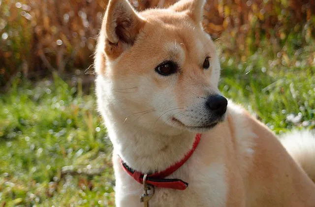 Сибан-ину1112