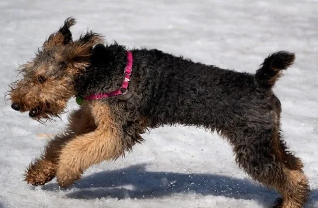 Скотч-терьер (7)11