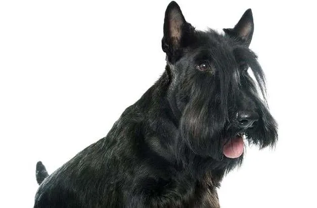 Скотч-терьер-116