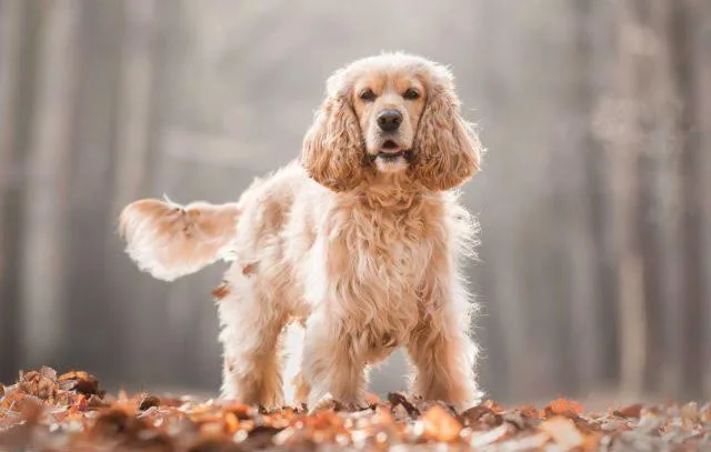Как выбрать идеальную кличку для кокер-спаниеля: советы и идеи3