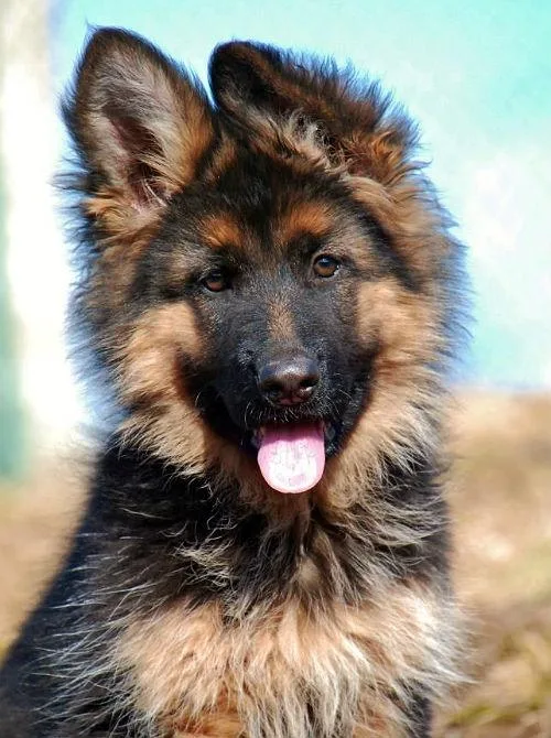 Длинношерстная немецкая овчарка: особенности, преимущества и отличия от стандартной шерсти3