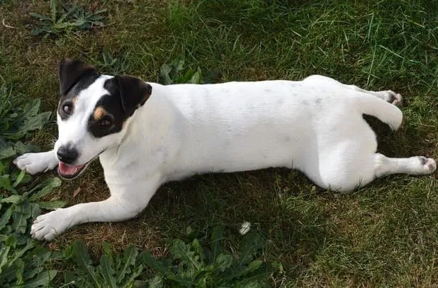 Джек-рассел-терьер (32)14