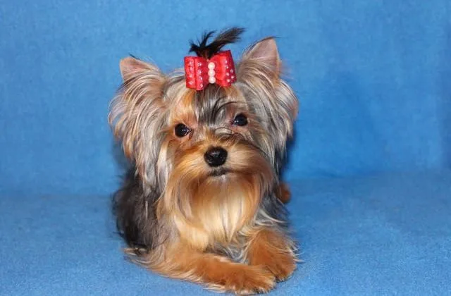 Йорк терьер мини Йорк терьер мини15