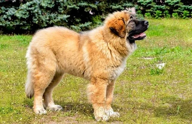 Кавказская овчарка: преданный охранник с милой внешностью плюшевого медведя4