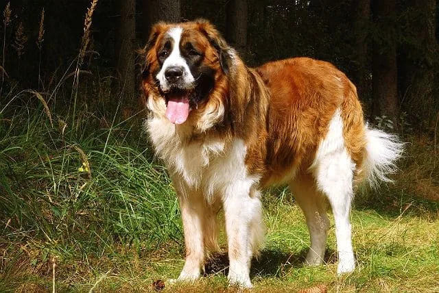 Сенбернар: величественная порода с доброй душой и уникальными качествами2