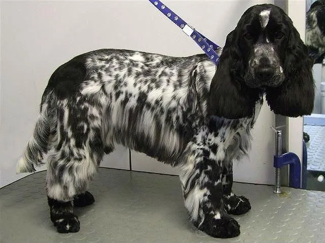 Виды и особенности стрижек кокер-спаниелей: советы по домашнему грумингу для идеальной шерсти2