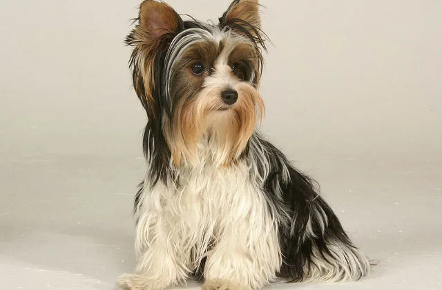 Бивер йорк (6)13