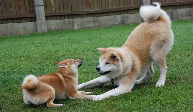 Уход за щенком и взрослой собакой породы Акита-ину: советы и рекомендации2