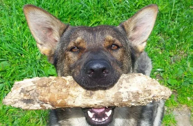 Как дрессировать немецкую овчарку (20)26