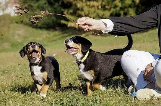 Энтлебухер зенненхунд (10)11