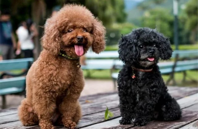 Собака Мальтипу (8)15