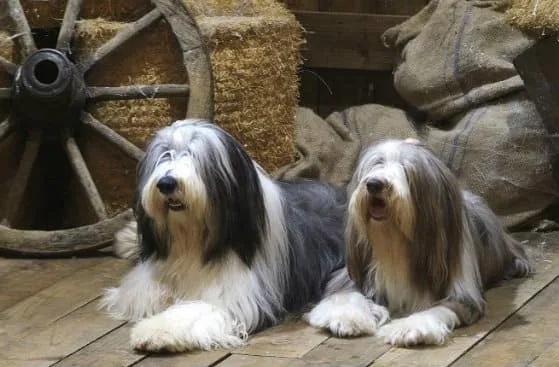 Бородатый колли13