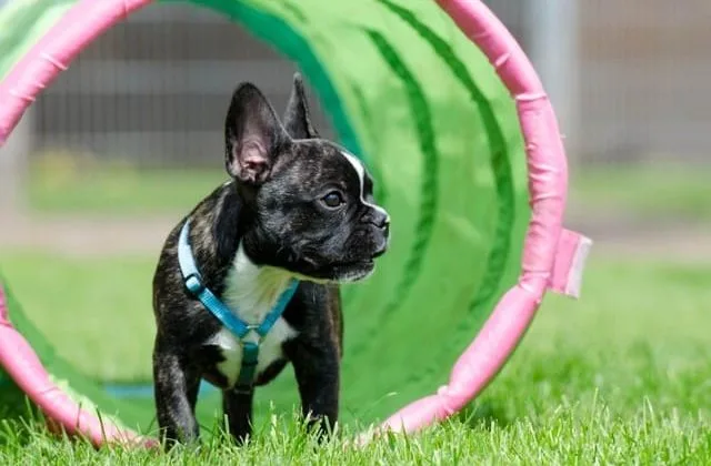 Французский бульдог (13)19