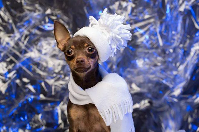 Как правильно выбрать имя для тойтерьера: советы и идеи6