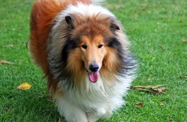 Карликовые колли (шелти) (18)24