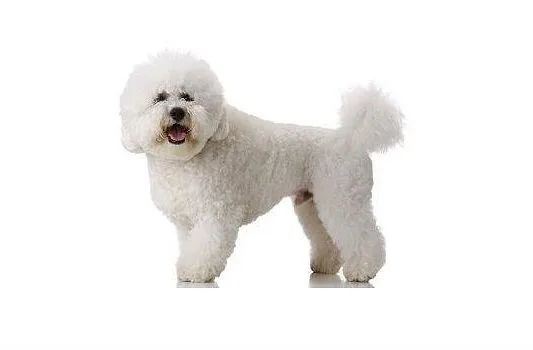 Собака бишон фризе (2)16