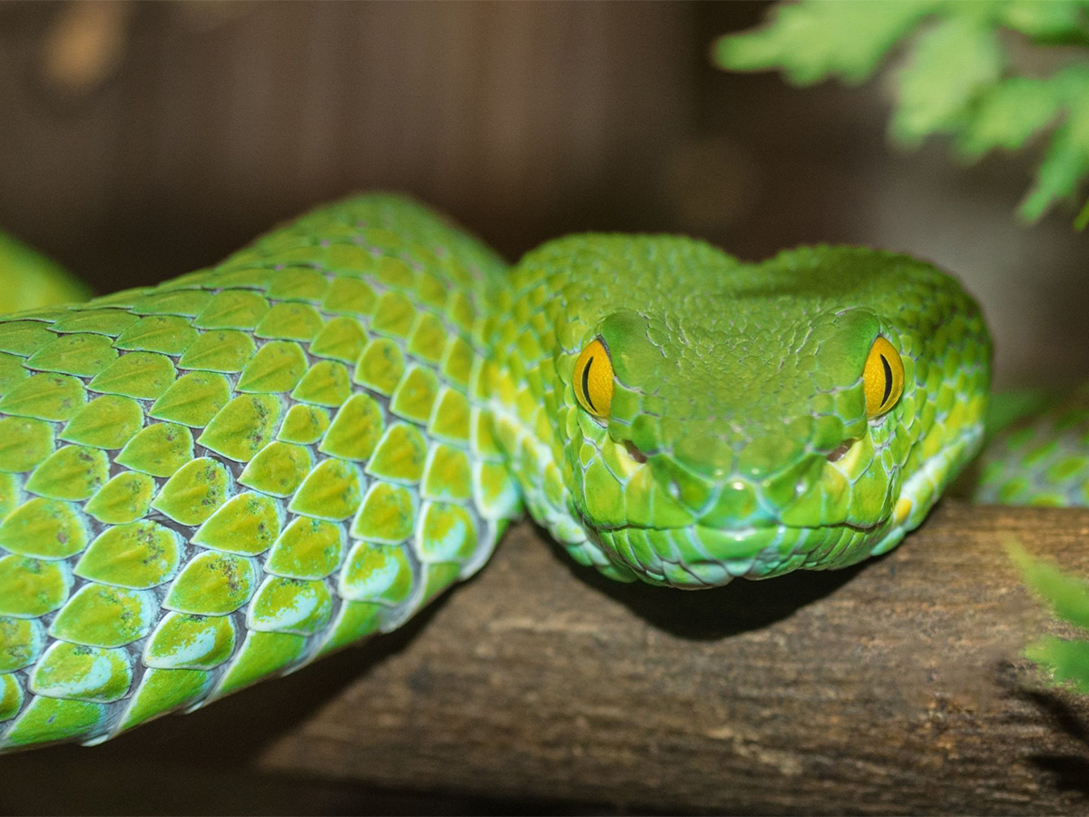 Счастливчики августа 2025: кто из знаков Зодиака по китайскому гороскопу станет самым удачливым0